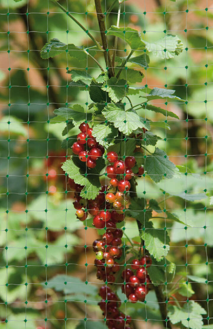 WINDHAGER Vogelschutz-Netz ORTONET